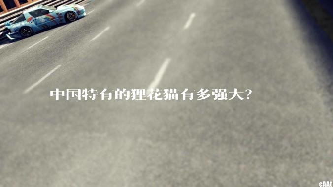 中国特有的狸花猫有多强大？
